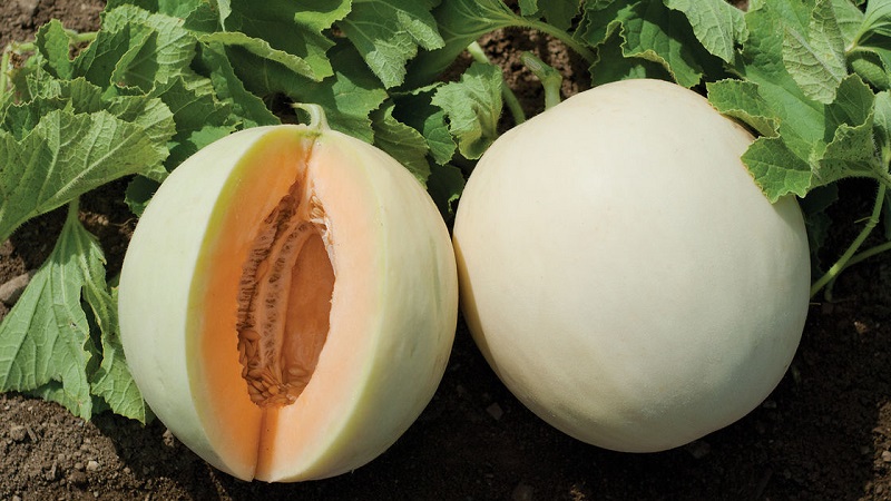 What are the types and varieties of melons