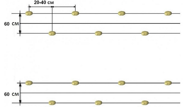 What distance to do between rows when planting potatoes