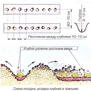 What distance to do between rows when planting potatoes