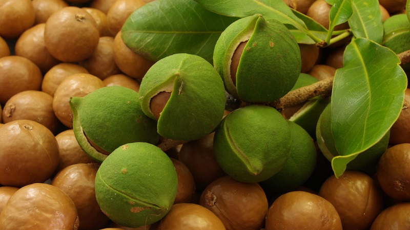What does macadamia nut taste and smell like, how to eat it correctly