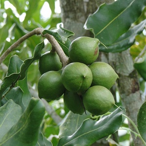 What does macadamia nut taste and smell like, how to eat it correctly
