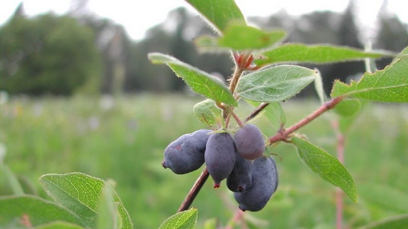 Kamchatka honeysuckle - description and the best varieties