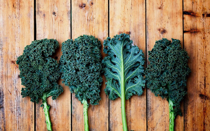 Kale cabbage - what kind of plant is it and what it looks like