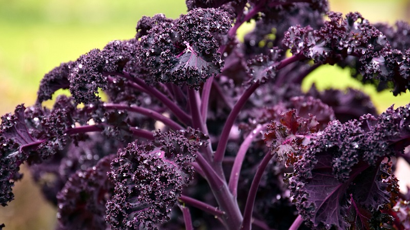 Kale cabbage - what kind of plant is it and what it looks like