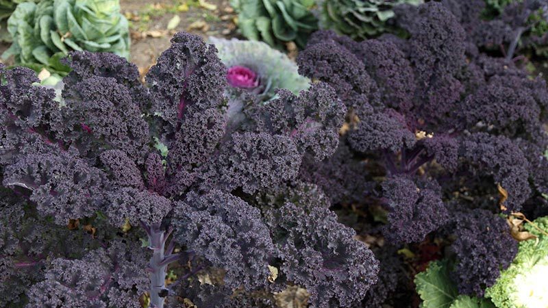 Kale cabbage - what kind of plant is it and what it looks like
