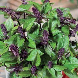The variety of varieties of basil: description and characteristics of varieties