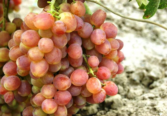 Kesha grape hybrid - description and characteristics