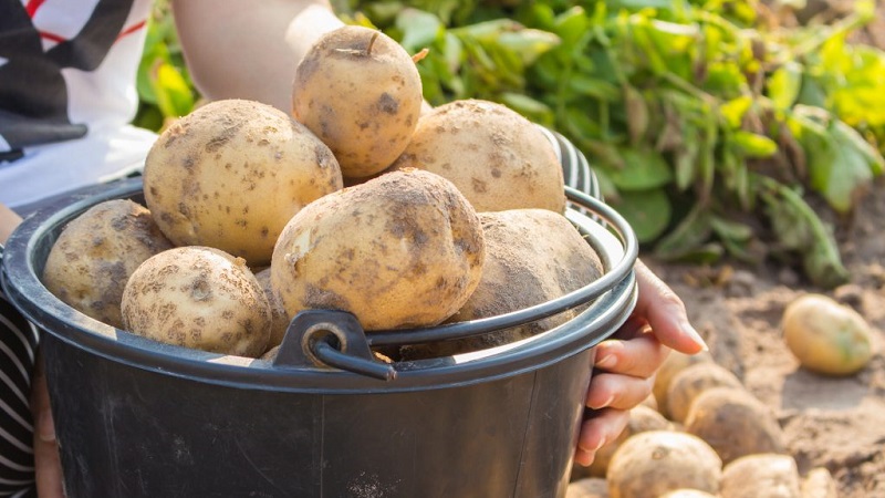 Classification of potatoes by type