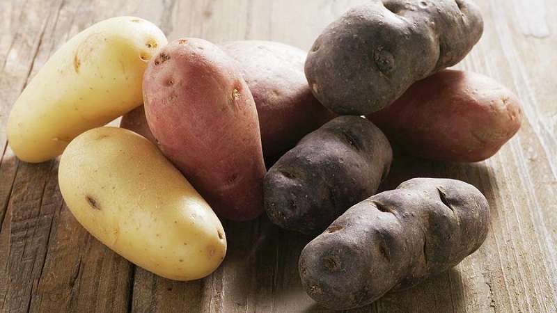 Potato preparation technology for planting