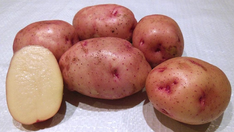 Classification of potatoes by type