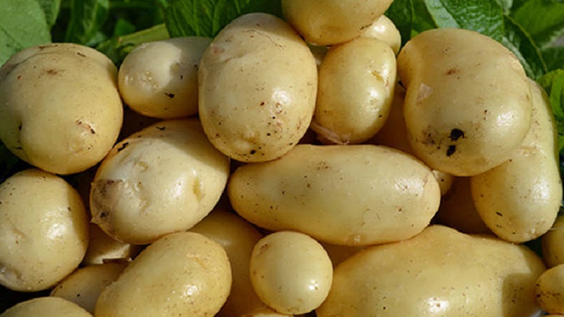 Classification of potatoes by type