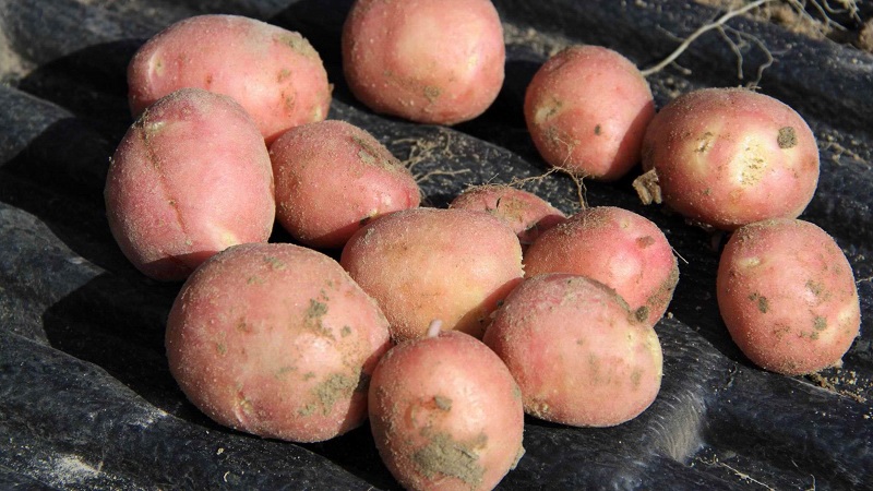 Potato preparation technology for planting