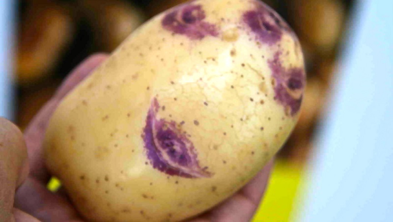 Classification of potatoes by type