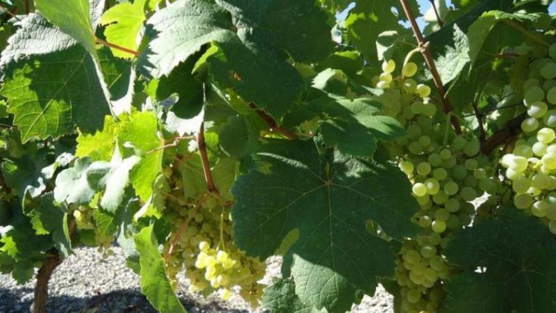 What French and Kuban grape varieties are used to make cognac