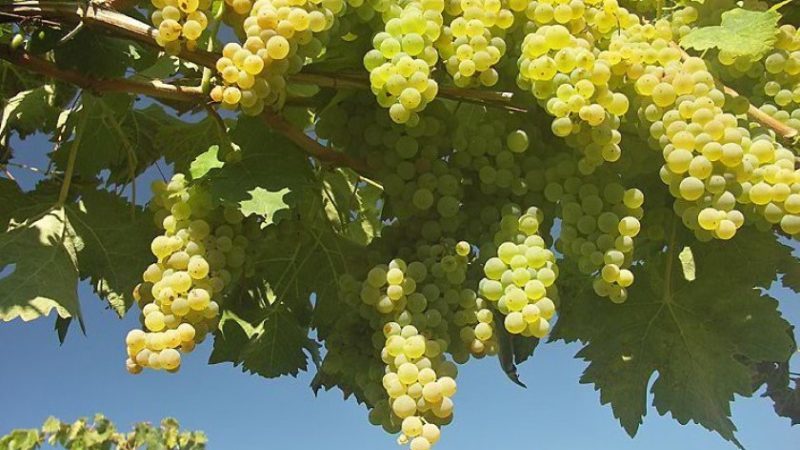 What French and Kuban grape varieties are used to make cognac