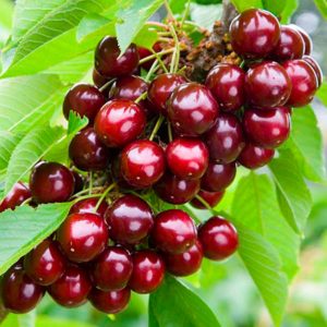 Large-fruited, unpretentious variety of columnar cherry Sylvia