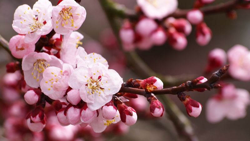 Large-fruited, unpretentious variety of columnar cherry Sylvia