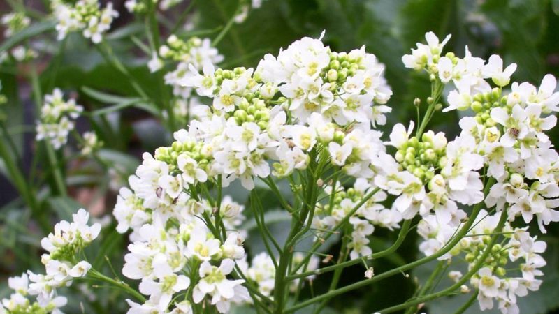 All about horseradish: what it is, how it looks and blooms, what is the root