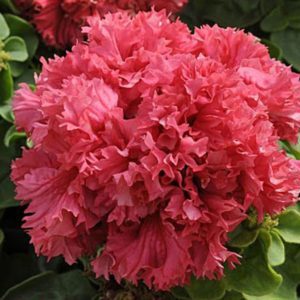 Description of varieties and features of growing terry petunia