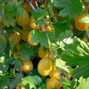 Sweet, frost-resistant gooseberry English yellow