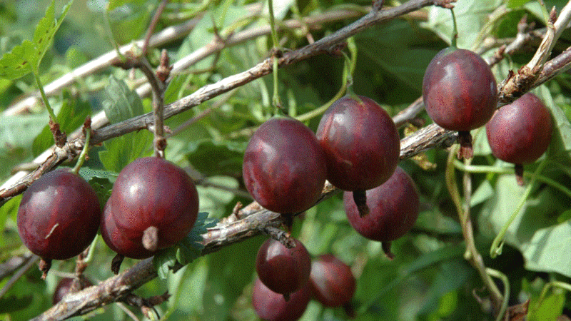 Olavi (Hinnonmaen Punainen) high-yielding, cold-tolerant gooseberry