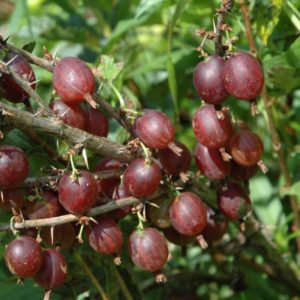 Olavi (Hinnonmaen Punainen) high-yielding, cold-tolerant gooseberry