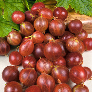 Olavi (Hinnonmaen Punainen) high-yielding, cold-tolerant gooseberry