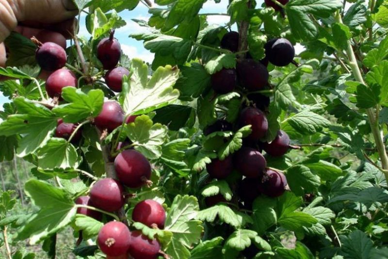 The best gooseberry varieties for the Urals and Siberia: description and reviews