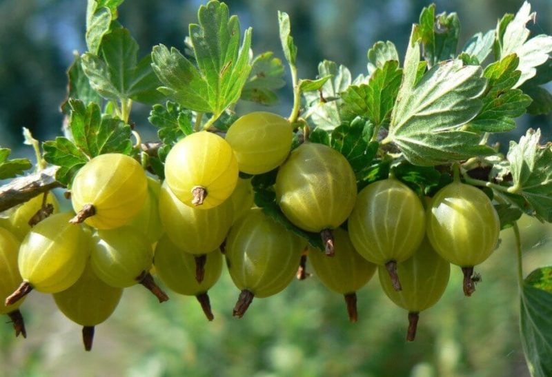 The best gooseberry varieties for the Urals and Siberia: description and reviews
