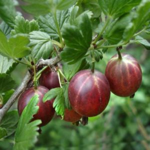 High-yielding gooseberry variety with dark red fruits Russian