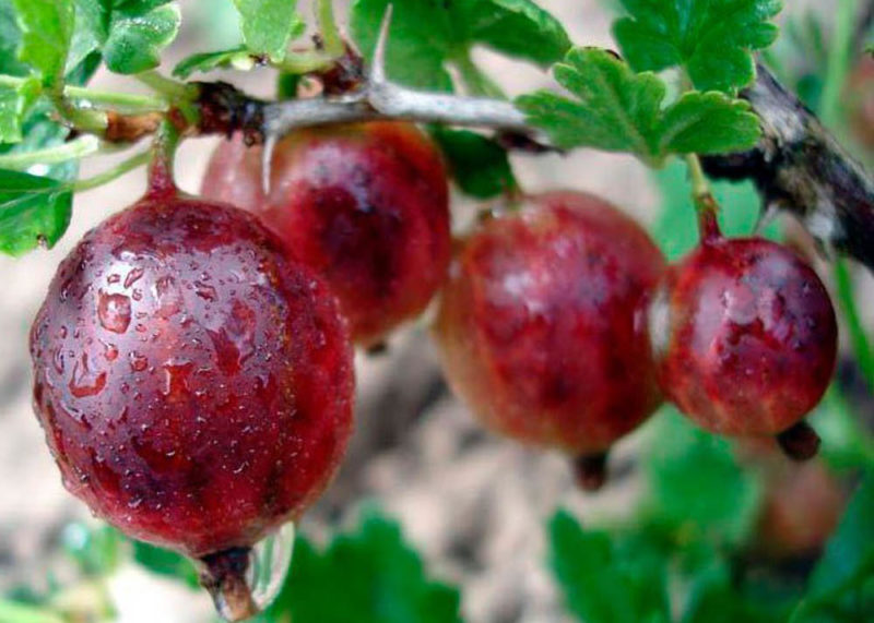 High-yielding gooseberry variety with dark red fruits Russian