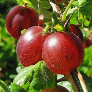High-yielding gooseberry variety with dark red fruits Russian
