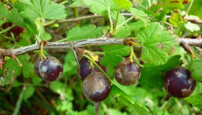 High-yielding gooseberry variety with dark red fruits Russian