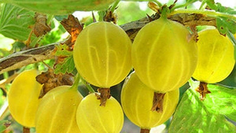 The unpretentious Yarovaya gooseberry variety is ideal for the most delicious preparations