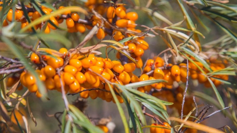 Variety of species and varieties of sea buckthorn