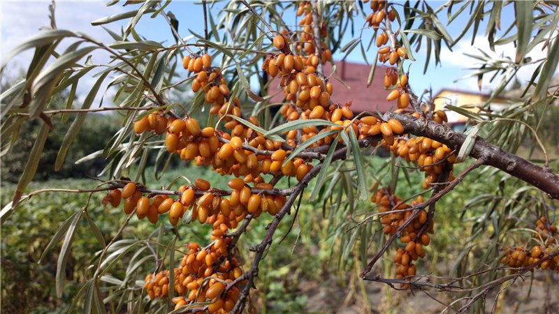 Variety of species and varieties of sea buckthorn