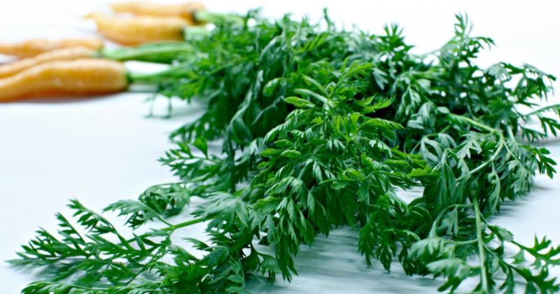 Incredible healing properties of carrot tops: recipes and contraindications
