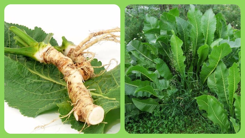 Uses of horseradish leaves and their health and beauty benefits