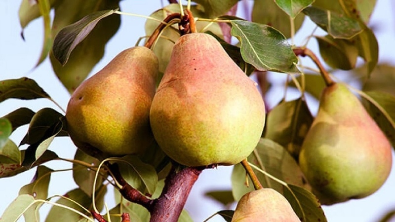 The best summer varieties of pears: description and characteristics