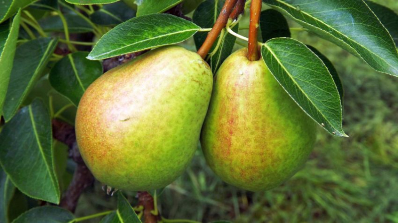 The best summer varieties of pears: description and characteristics