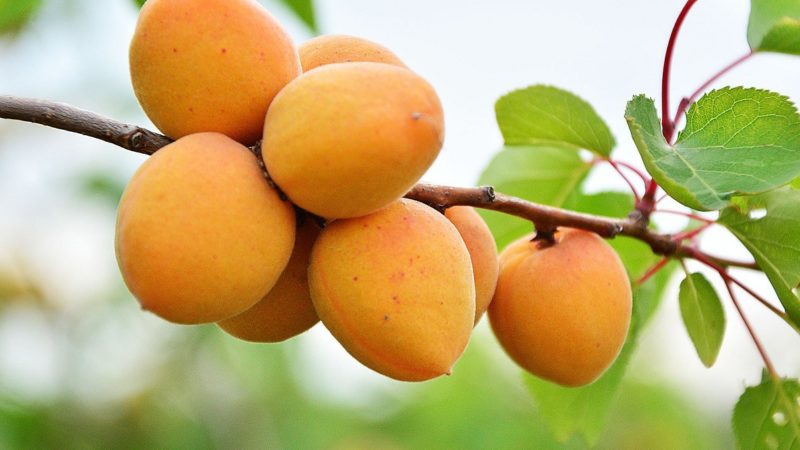 Variety of apricot varieties for different regions