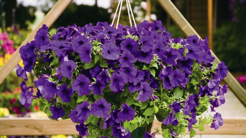 Features of cascading petunias and their advantages over other species