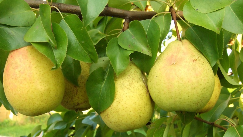The best varieties of pears for the Moscow region