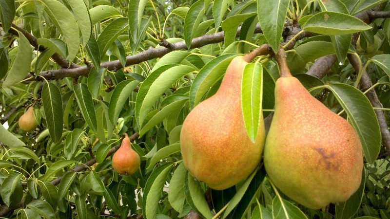 The best varieties of pears for the Moscow region
