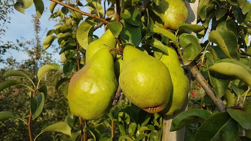 The best varieties of pears for the Moscow region