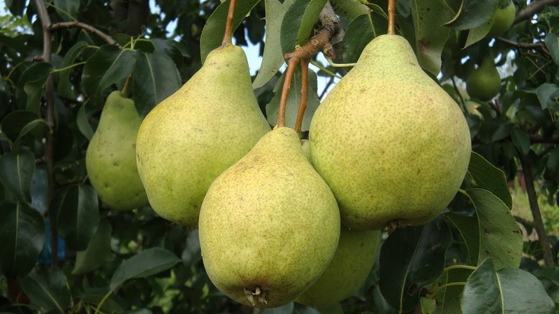 The best varieties of pears for the Moscow region