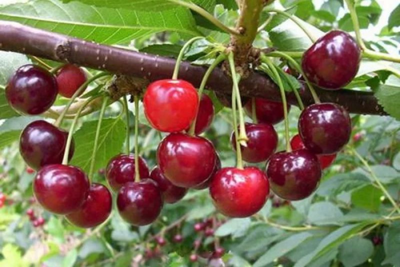 High-yielding unpretentious cherry variety Mayak