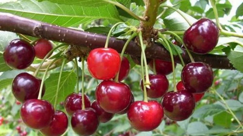 The most productive and delicious varieties of cherries