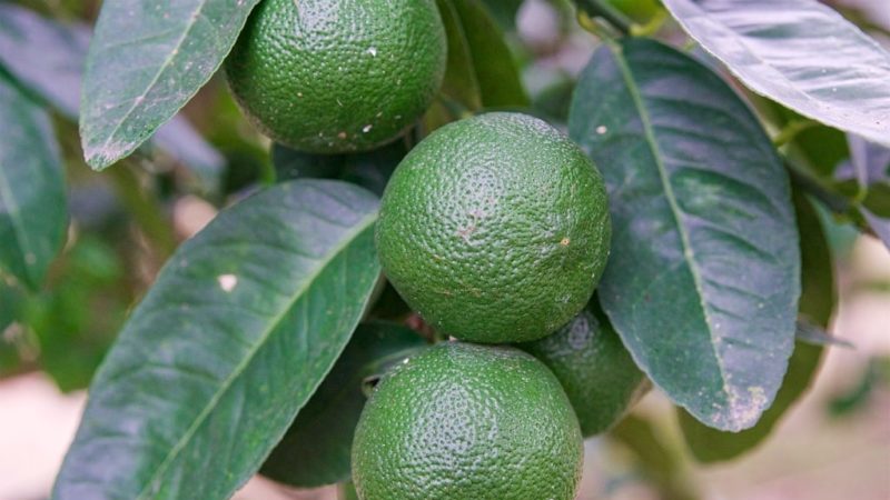 What is lime and how is it different from lemon