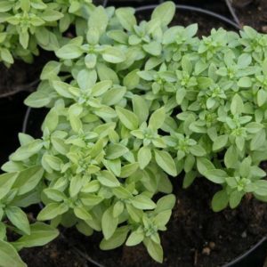 The variety of varieties of basil: description and characteristics of varieties